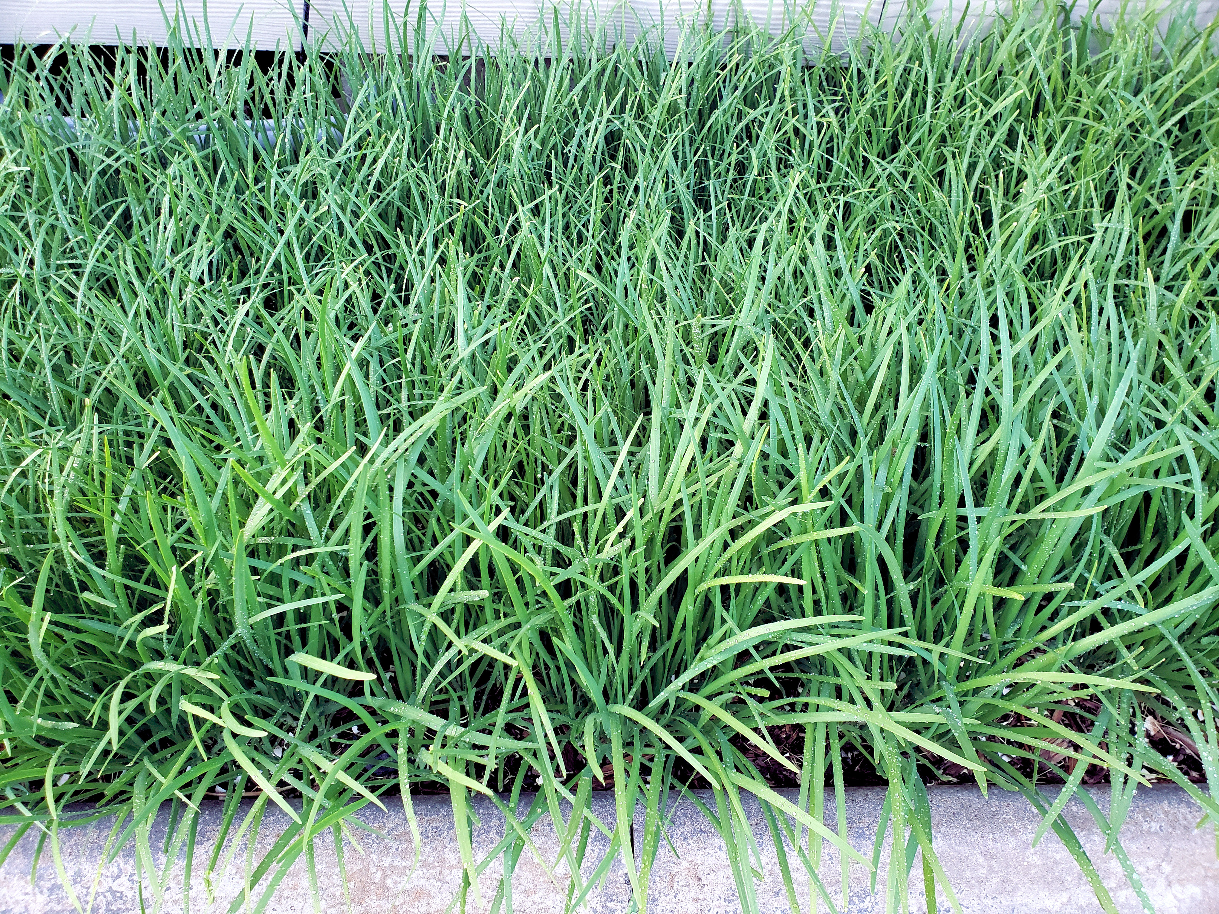 Garden growing chives