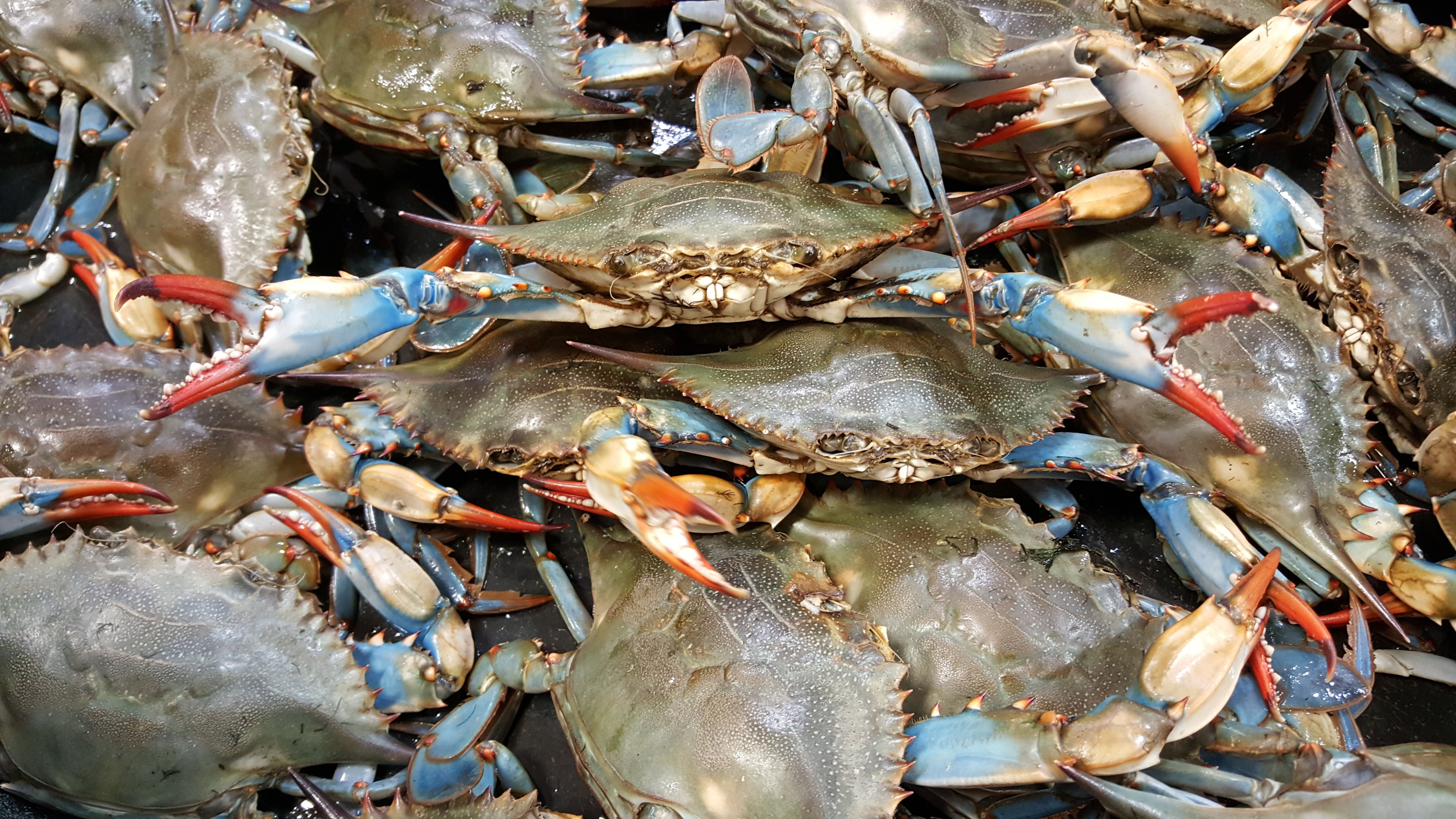Blue crab