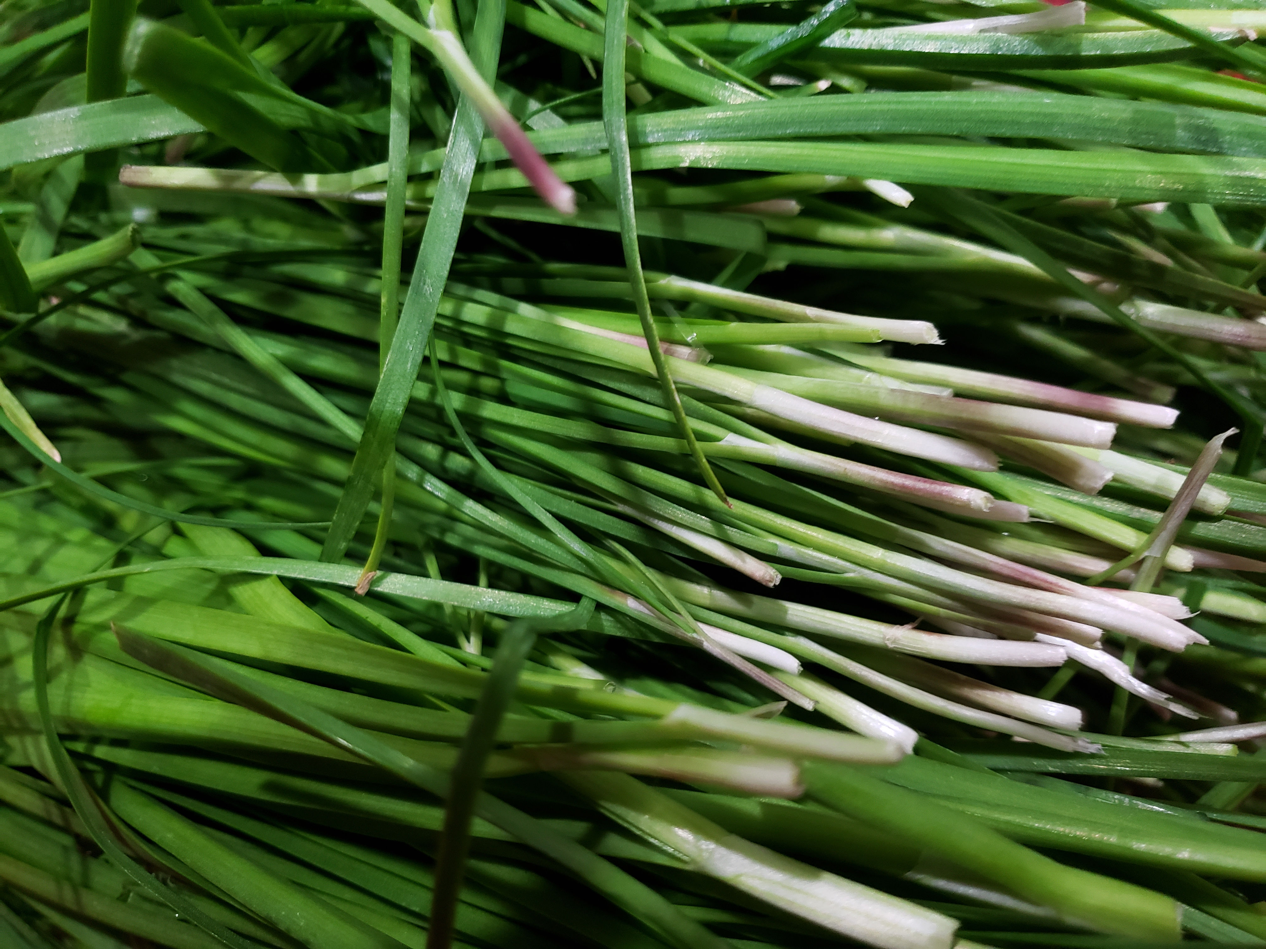fresh Korean Chives