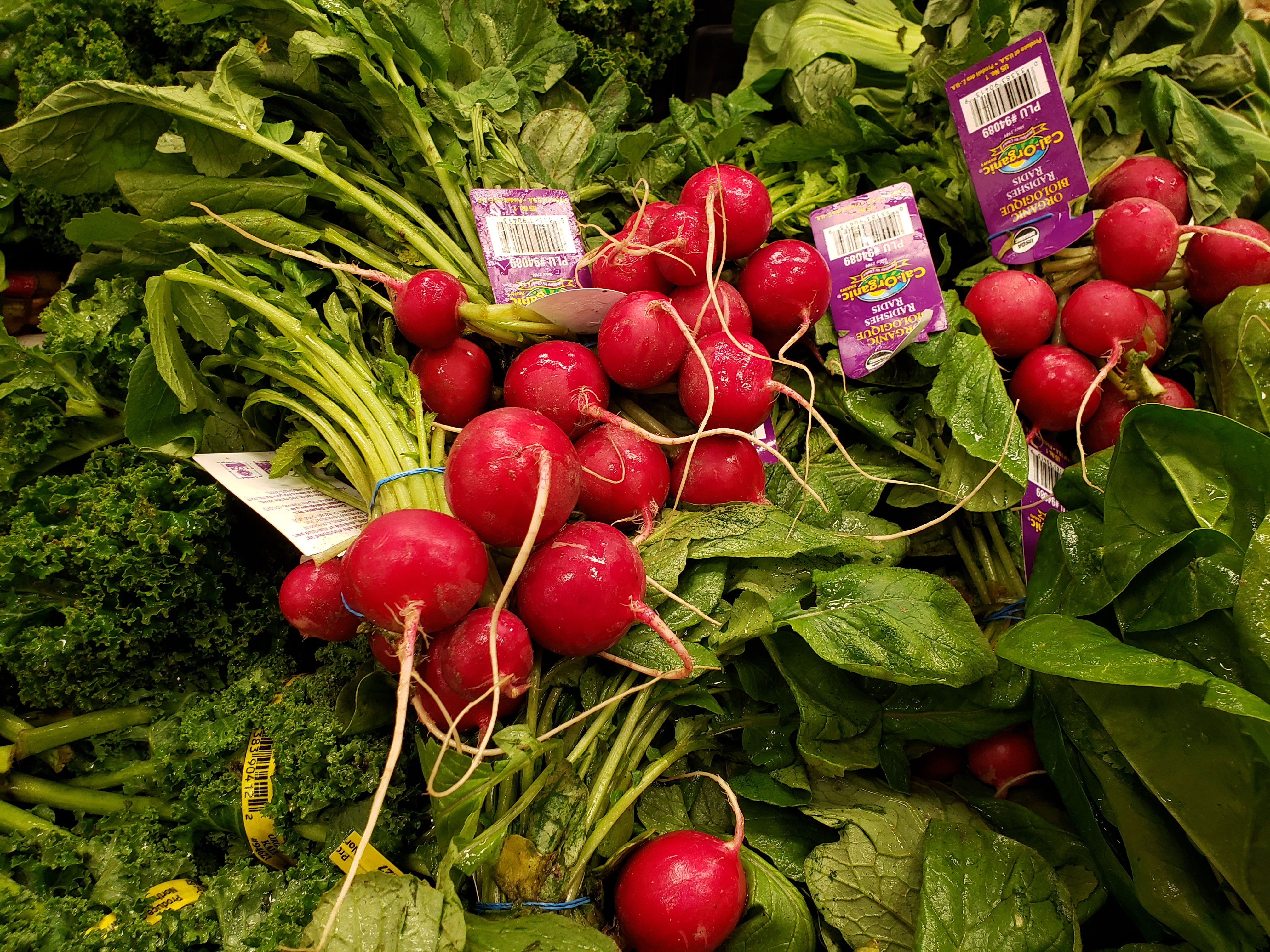 Red Radish
