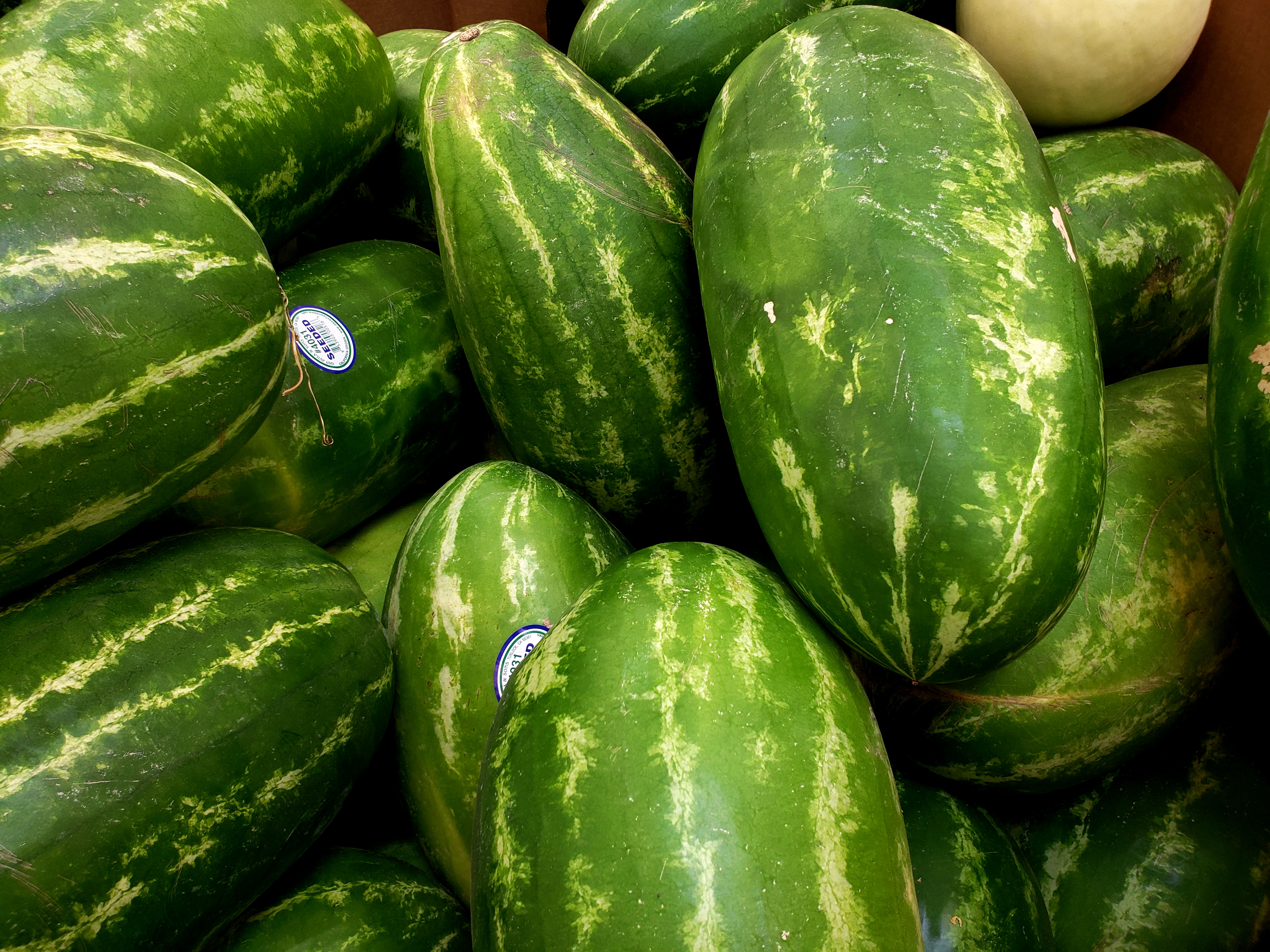 Watermelon
